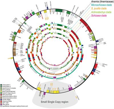 Systematics and Plastome Evolution in Schizaeaceae